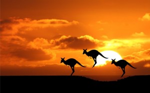 kangaroo-sunset-animals-iphone-ipad_250744