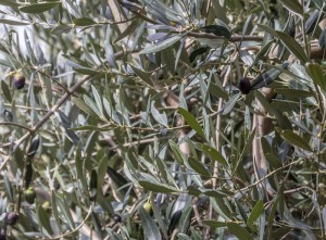 Local olives are growing all over this part of Italy. They are harvested in November.