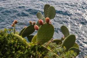 These beautiful cactus plants decorated much of the trail between Vernazza and Corniglia.